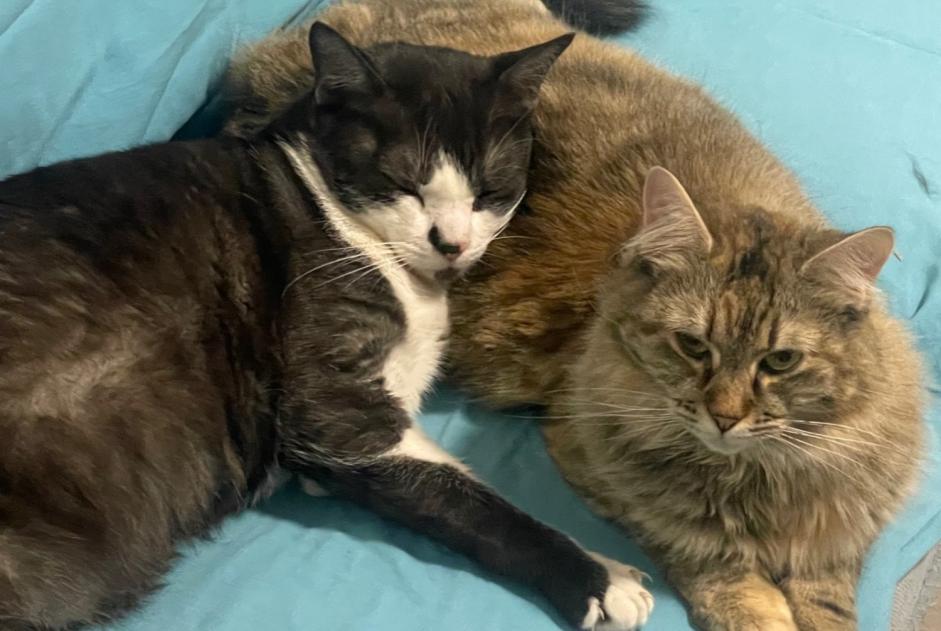 Chat Disparu à Beauzac (Haute-Loire, France) - alerte disparition Pet Alert n° 377816