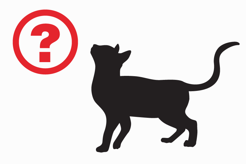 Discovery alert Cat miscegenation Male Burlats France