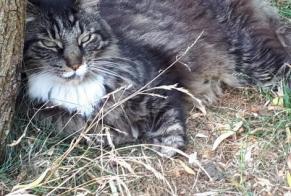 Avviso scomparsa Gatto  Maschio , 14 anni La Grange des Champs Belgio