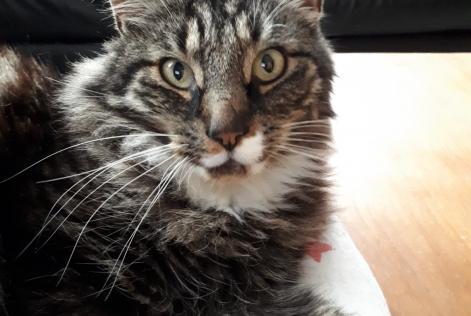 Avviso scomparsa Gatto  Maschio , 14 anni La Grange des Champs Belgio