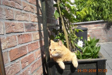 Avviso scomparsa Gatto Maschio , 8 anni Liège Belgio