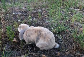 Avviso Ritrovamento Coniglio Non conosciuta Biscarrosse Francia