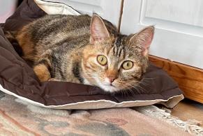 Avviso scomparsa Gatto  Femmina , 5 anni Faye-la-Vineuse Francia