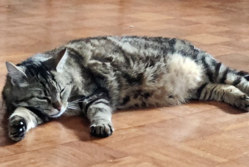 Avviso scomparsa Gatto  Maschio , 9 anni Tulle Francia