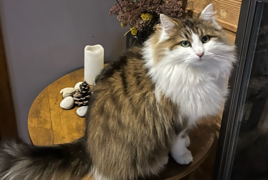 Avviso scomparsa Gatto incrocio di razze Maschio , 2 anni Beaujeu-Saint-Vallier-Pierrejux-et-Quitteur Francia