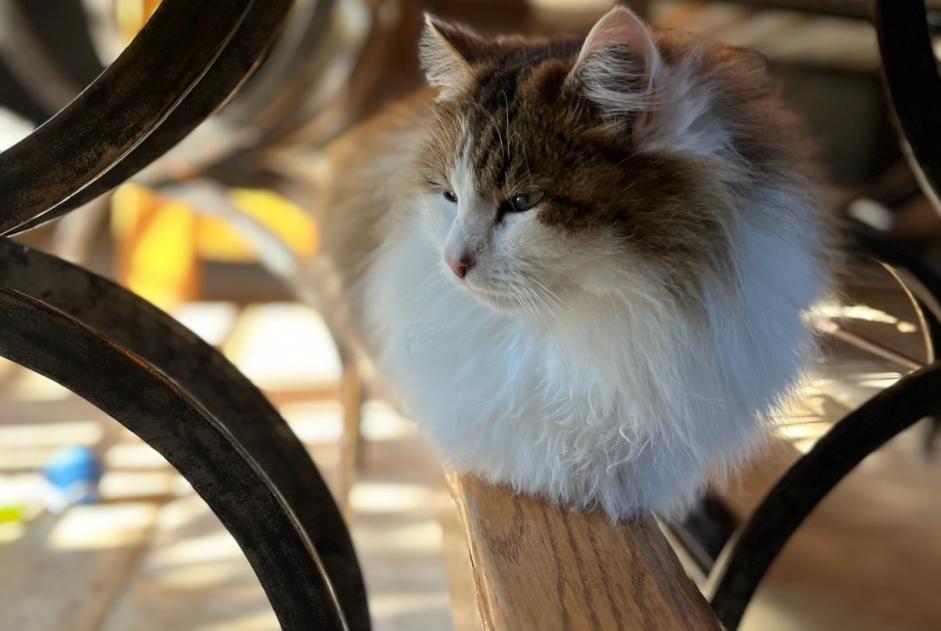 Avviso scomparsa Gatto incrocio di razze Maschio , 2 anni Beaujeu-Saint-Vallier-Pierrejux-et-Quitteur Francia