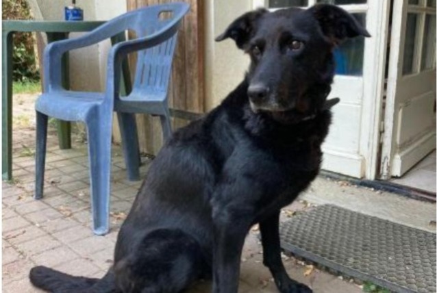 Avviso scomparsa Cane incrocio di razze Femmina , 11 anni Bercloux Francia