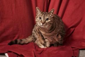 Avviso scomparsa Gatto incrocio di razze Femmina , 11 anni Biarritz Francia