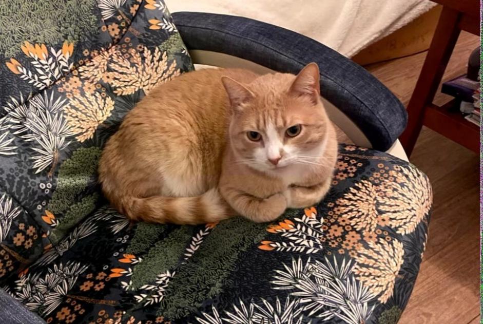 Avviso scomparsa Gatto incrocio di razze Maschio , 3 anni Carentoir Francia
