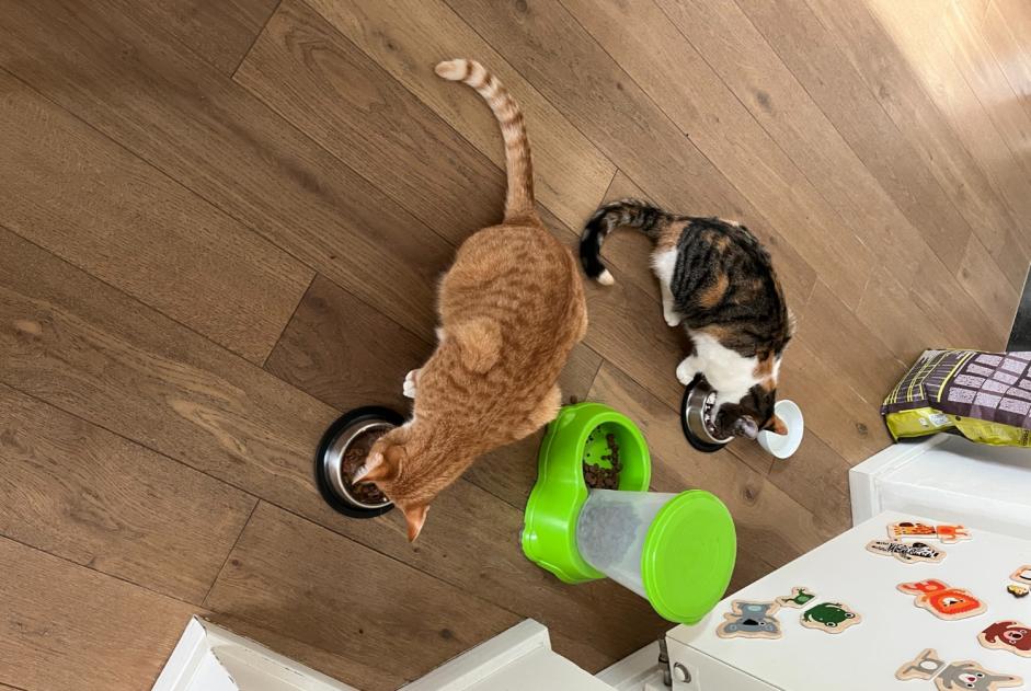 Avviso scomparsa Gatto incrocio di razze Maschio , 1 anni Namur Belgio