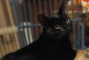 Avviso scomparsa Gatto  Maschio , 2 anni Nîmes Francia