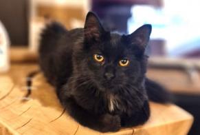 Avviso scomparsa Gatto incrocio di razze Femmina , 1 anni Tourcoing Francia