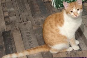Avviso scomparsa Gatto Maschio , 1 anni Mers-les-Bains Francia
