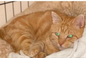 Avviso scomparsa Gatto Maschio , 2 anni Cestas Francia