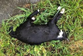Avviso Ritrovamento Gatto  Non conosciuta , 2 anni Itxassou Francia
