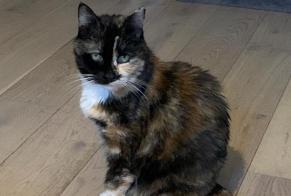 Avviso scomparsa Gatto  Femmina , 13 anni Sète Francia