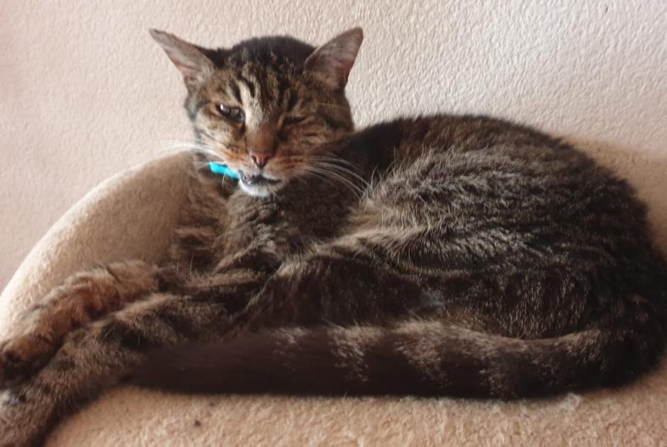 Avviso scomparsa Gatto  Maschio , 14 anni Bramois Svizzera