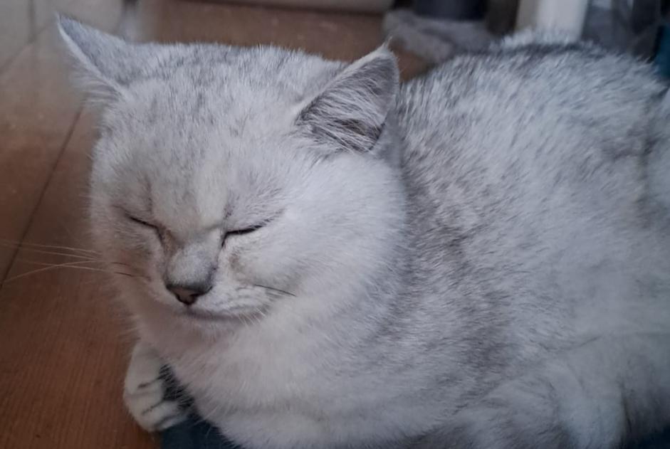 Avviso scomparsa Gatto  Maschio , 1 anni Kerzers Svizzera