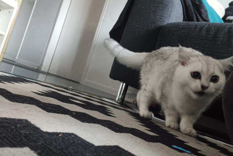 Avviso scomparsa Gatto  Maschio , 1 anni Kerzers Svizzera
