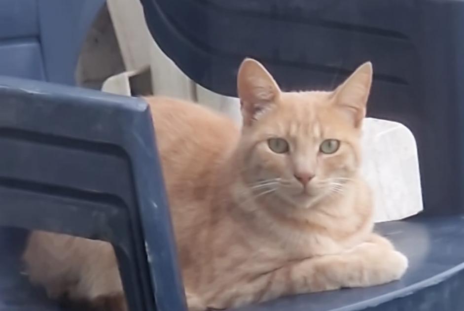 Avviso scomparsa Gatto incrocio di razze Maschio , 3 anni La Louvière Belgio