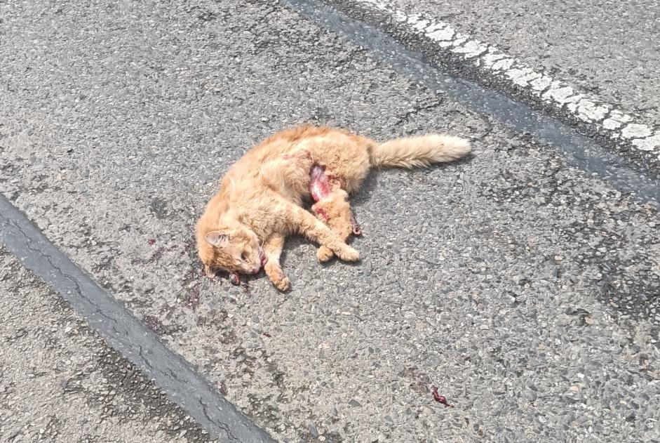 Avviso Ritrovamento Gatto Non conosciuta Moulis Francia