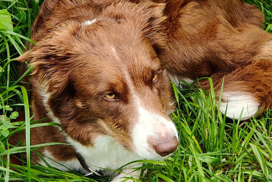 Avviso Ritrovamento Cane  Non conosciuta Saint-Maurice Svizzera