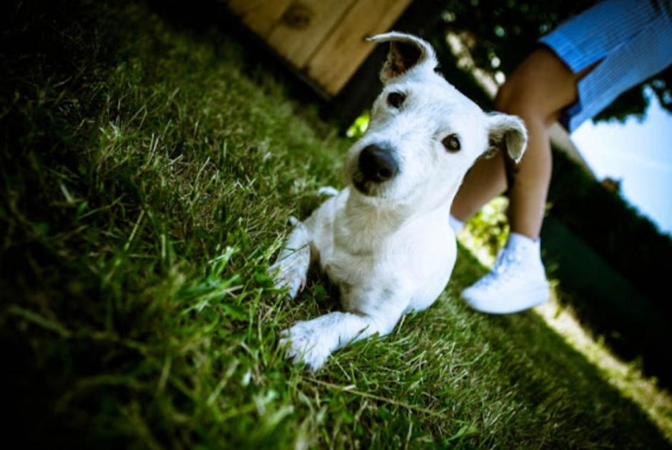 Avviso scomparsa Cane  Femmina , 7 anni Mons Belgio