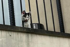Avviso Ritrovamento Gatto Non conosciuta Savigny-sur-Orge Francia