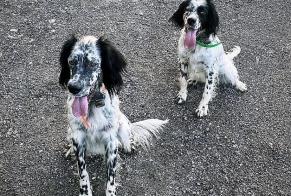 Avviso scomparsa Cane  Maschio , 2 anni Urcuit Francia