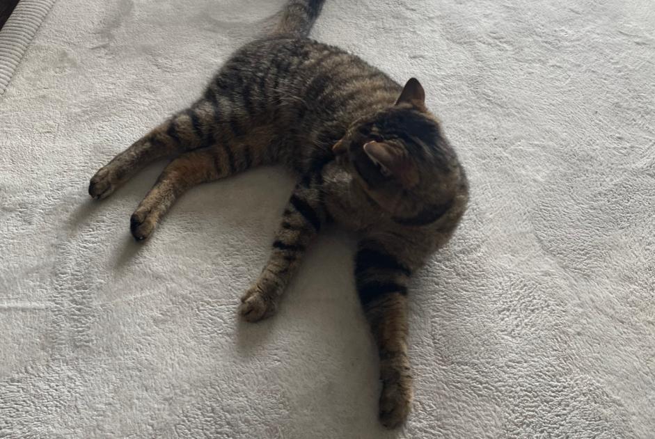 Avviso scomparsa Gatto  Femmina , 3 anni Valbirse Svizzera