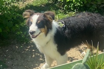 Avviso scomparsa Cane  Maschio , 1 anni Ouges Francia