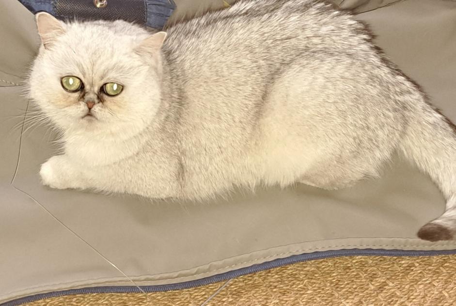 Avviso scomparsa Gatto  Femmina , 2 anni Courtepin Svizzera