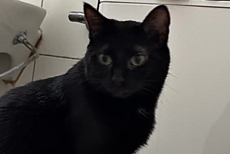 Avviso scomparsa Gatto Femmina , 10 anni Wünnewil-Flamatt Svizzera