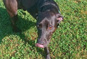 Avviso Ritrovamento Cane  Maschio Bétaille Francia
