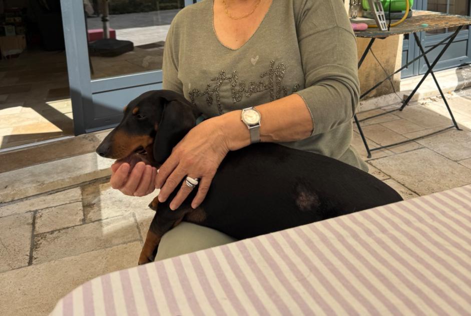 Avviso scomparsa Cane  Femmina , 3 anni Robion Francia