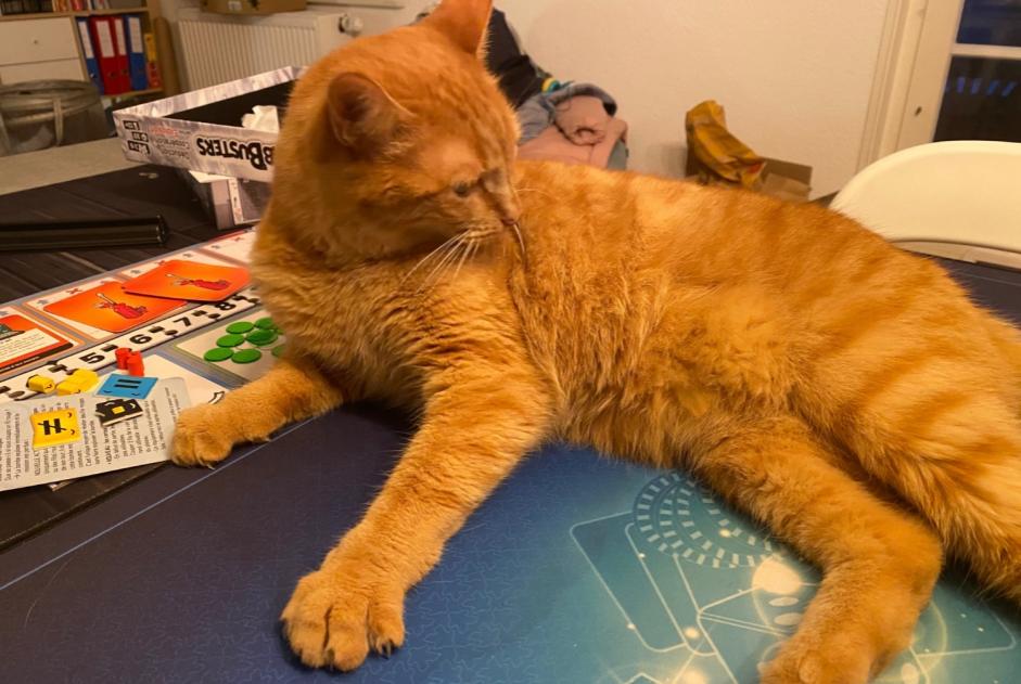 Avviso scomparsa Gatto  Maschio , 4 anni Conthey Svizzera