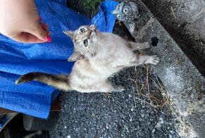 Avviso Ritrovamento Gatto Femmina Colfontaine Belgio