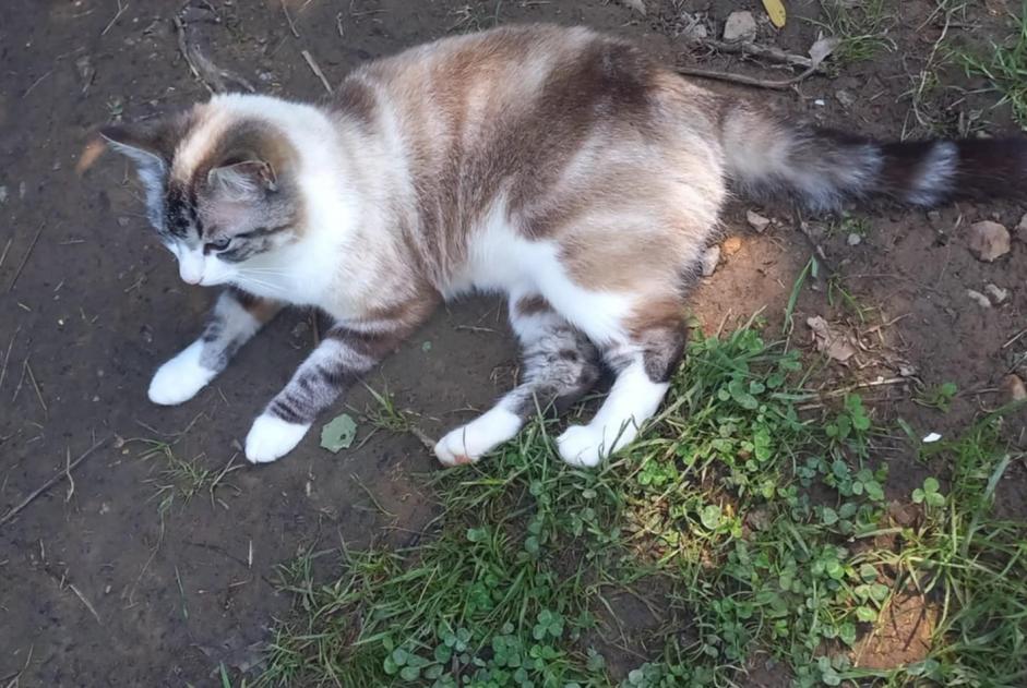 Avviso Ritrovamento Gatto  Femmina Alvignac Francia