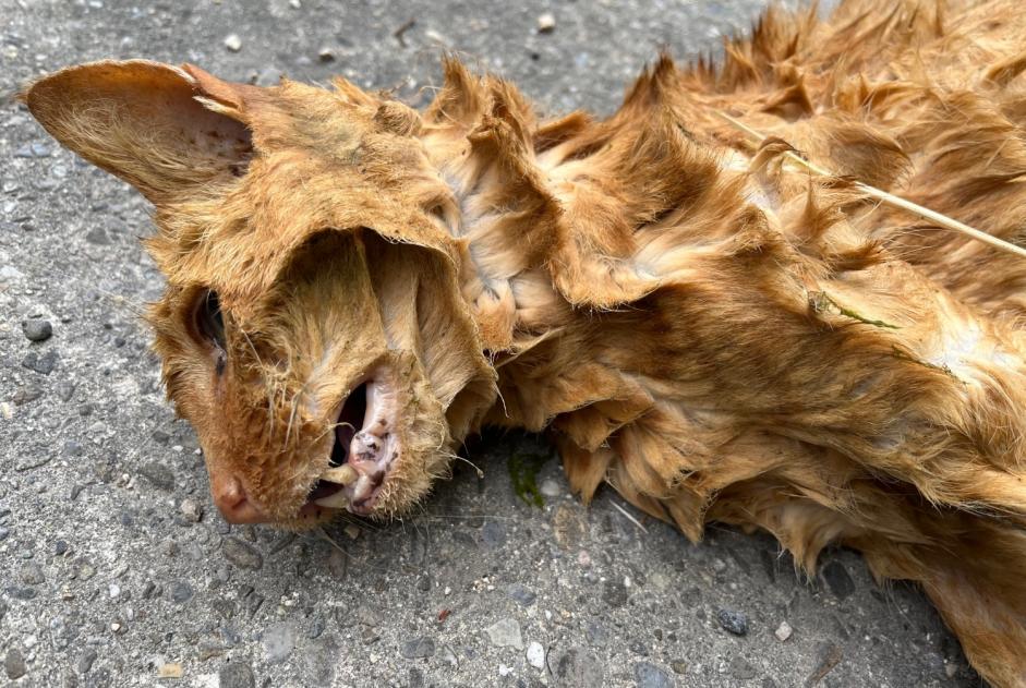 Avviso Ritrovamento Gatto Non conosciuta Delley-Portalban Svizzera
