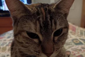 Avviso scomparsa Gatto Femmina , 1 anni Bayonne Francia