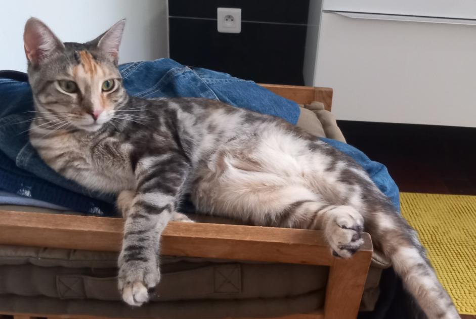 Avviso scomparsa Gatto incrocio di razze Femmina , 2 anni La Seyne-sur-Mer Francia