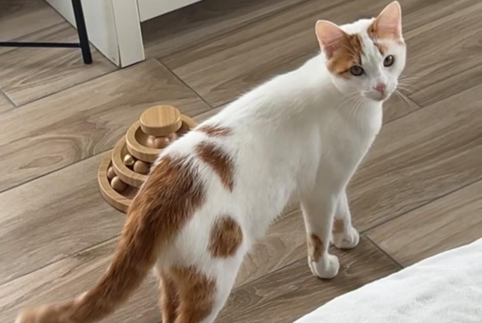 Avviso scomparsa Gatto Maschio , 1 anni Rosheim Francia