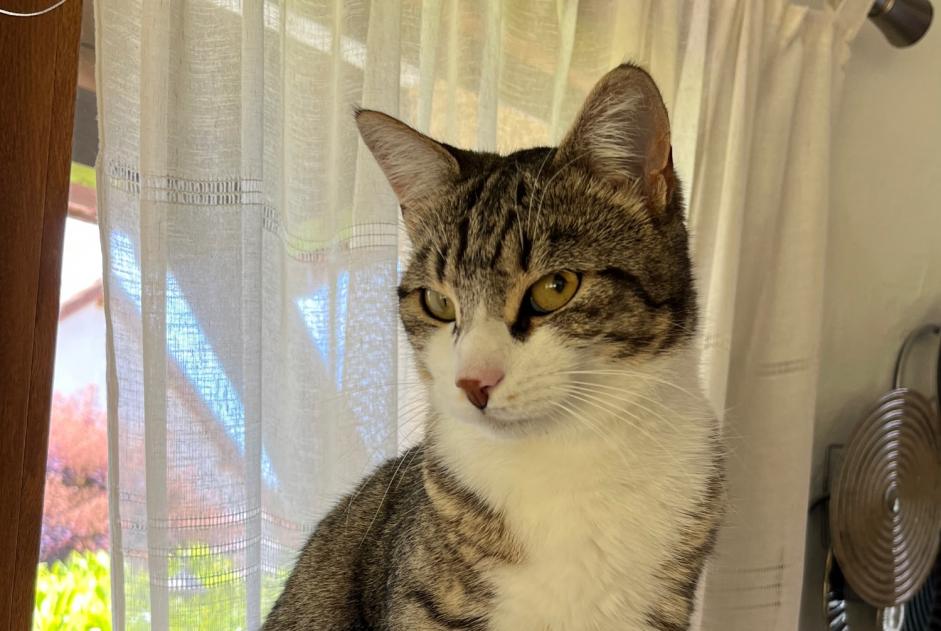 Avviso scomparsa Gatto Femmina , 2 anni Louhans Francia