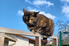 Avviso scomparsa Gatto Femmina , 4 anni Saint-Pierre-de-Clairac Francia