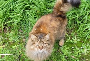 Avviso scomparsa Gatto Femmina , 13 anni Lanildut Francia