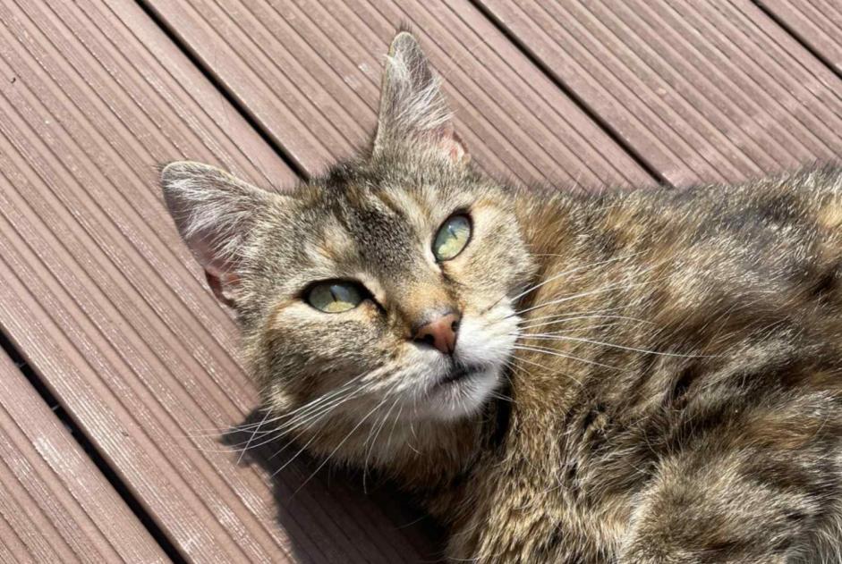 Avviso scomparsa Gatto Femmina , 8 anni Saint-Palais Francia