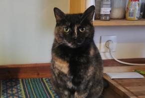Avviso scomparsa Gatto  Femmina , 6 anni Ville Francia