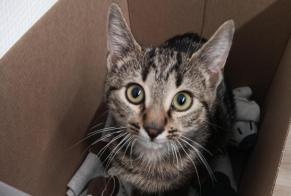 Avviso Ritrovamento Gatto incrocio di razze Maschio Florange Francia