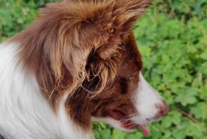 Avviso scomparsa Cane  Femmina , 2 anni Wœrth Francia