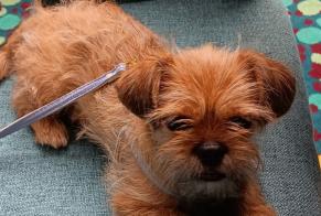 Avviso scomparsa Cane  Femmina , 1 anni Marseille Francia